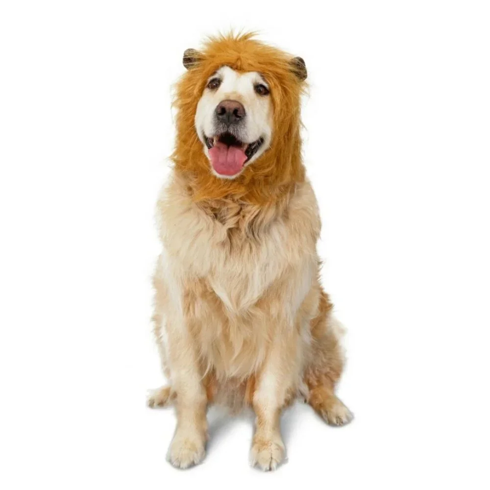 Petsmart new lion